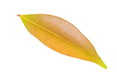 Closeup leaf isolated on white background Stock Photos