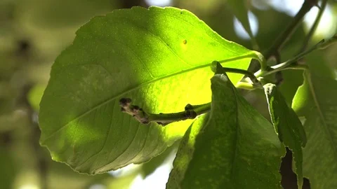 Closeup of a leaf on a lemon tree as the sun plays on it Stock Footage 85923021
