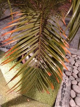 Closeup of a Leaf Stock Photos