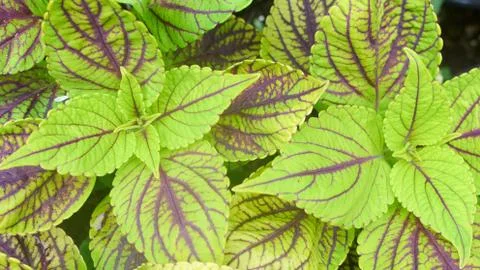 Closeup leaf texture background in the park Stock Photos