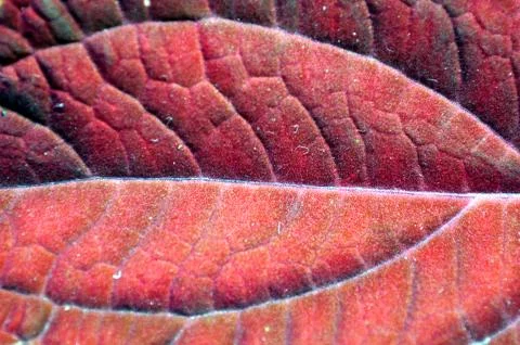 Closeup of leaf texture background Stock Photos