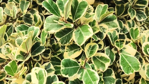 Closeup of leaf texture of Ficus triangularis variegata Stock Footage 295605617