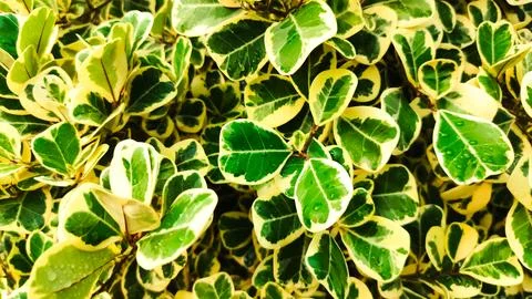 Closeup of leaf texture of Ficus triangularis variegata Stock Photos