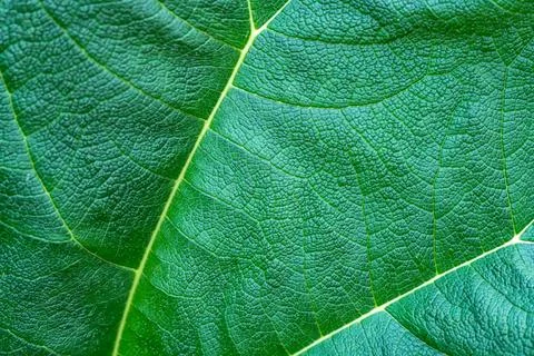 Closeup leaf texture. Macro nature. Green plant closeup. Leaf macro backgro.. Stock Photos