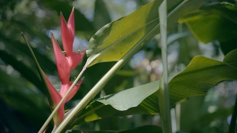 Closeup of a leaf of a tropical plant. Stock Footage 121547058