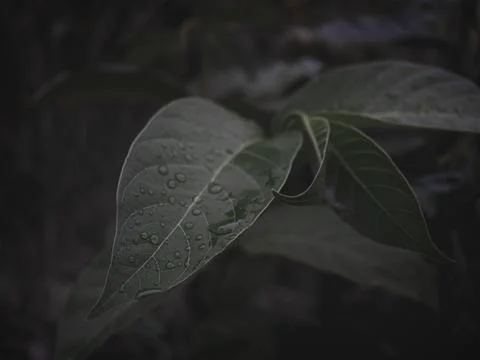 Closeup of the leaf with water drops. Stock Photos
