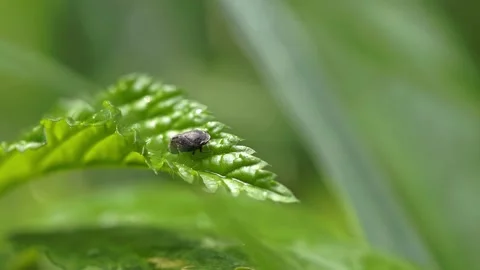 Closeup of a Leafhopper Stock Footage 158239731