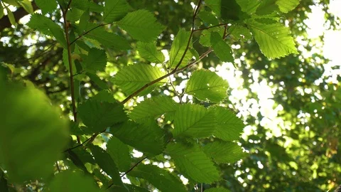 Closeup of leafs on tree Stock Footage 101130246