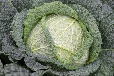 Closeup of a leafy cabbage, a nutritious leaf vegetable and superfood Stock Photos