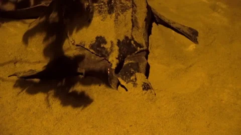 Closeup of Leatherback sea turtle with flippers covering nest after laying eggs Stock Footage 286868627