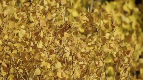 Closeup of leaves from aspen after color has changed Stock Footage 168994553