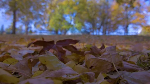 Closeup of Leaves Falling in a Park During the Season Change Stock Footage 97722062