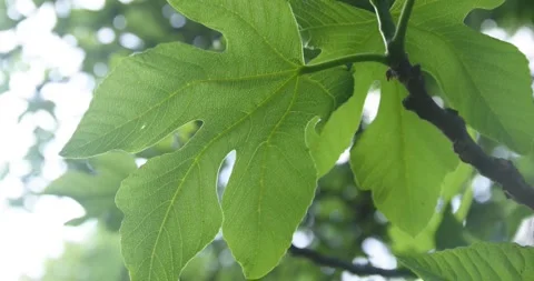 Closeup of leaves of a fig tree at spring season. Vídeos de archivo 154807849