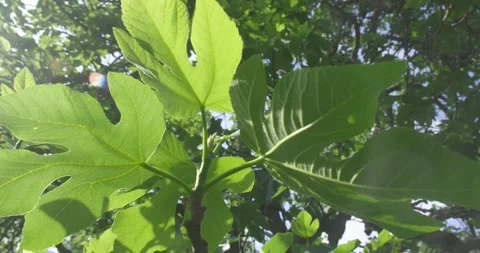 Closeup of leaves of a fig tree at spring season. Video stock 154807856
