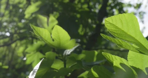 Closeup of leaves of a fig tree at spring season. Vídeos de archivo 154807860