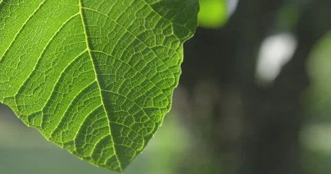 Closeup of leaves of a fig tree at spring season. Video stock 154807861