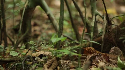Closeup of leaves on the forest floor 스톡 동영상 149123346