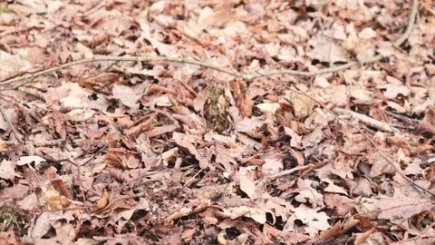 Closeup Of Leaves On The Ground Blowing In The Wind Video stock 102636144