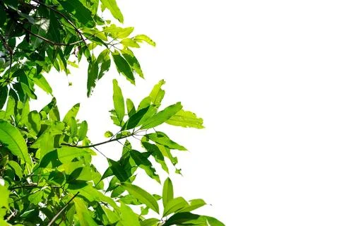 Closeup leaves of mango tree Stock Photos