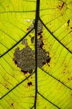 Closeup leaves Foto stock