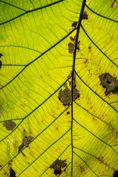 Closeup leaves Stock Photos