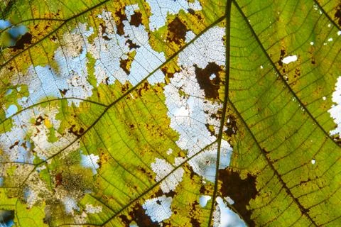 Closeup leaves Stock Photos