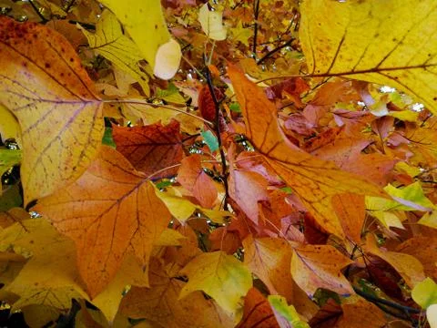 Closeup of leaves Stock Photos