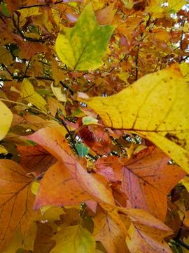 Closeup of leaves Stock Photos
