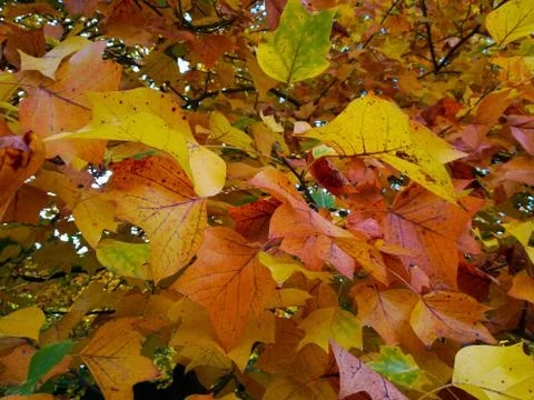 Closeup of leaves Stock Photos