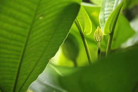 Closeup Of Leaves Stock Photos