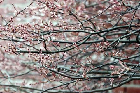Closeup of leaves in spring Stock Photos