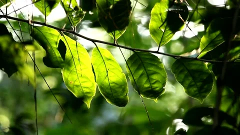 Closeup of Leaves in Sunlight Stock Footage 170032010