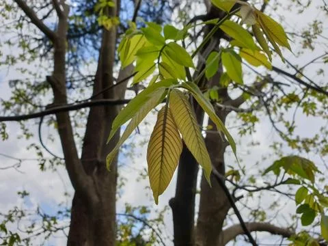 Closeup of leaves of walnut tree in spring season in hilly area  Stock Photos