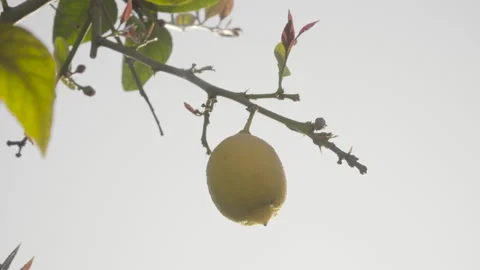 Closeup to lemon hanging from a lemon tree branch Stock Footage 139173517