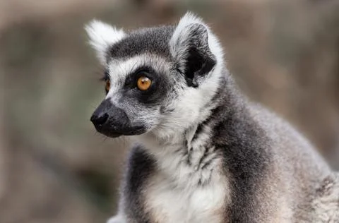 Closeup of a lemur Stock Photos