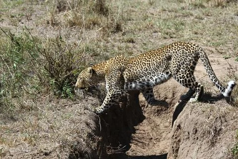 A closeup of a leopard crossing a small pit one leg at each side Stock Photos