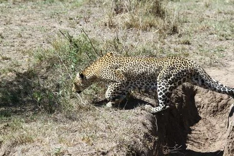 A closeup of a leopard crossing a small pit one leg at each side Stock Photos