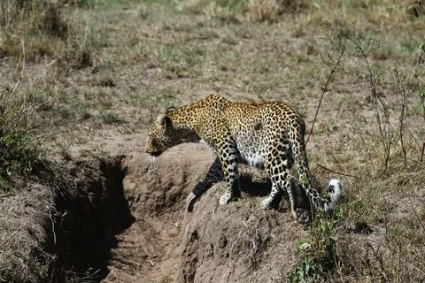 A closeup of a leopard hesitating to cross a small pit Stock Photos