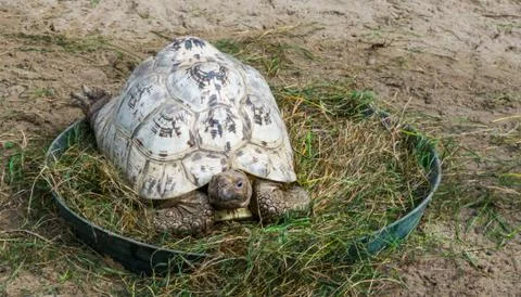 Closeup of a leopard land turtle sitting in some grass, a tropical reptile fr Stock Photos