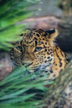 Closeup of leopard Foto stock
