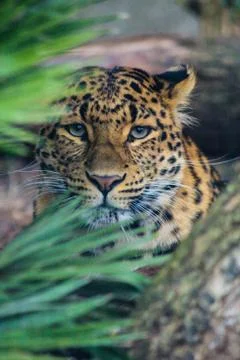 Closeup of leopard Stock Photos