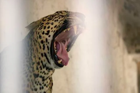 A closeup of a Leopard roar with it's teeth and tongue visible Stock Photos