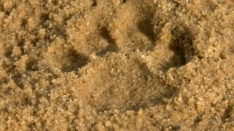 Closeup of Leopard Track 2 Video stock 106820307