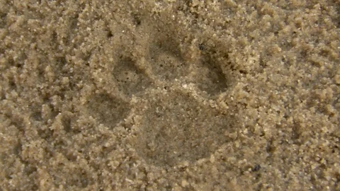 Closeup of Leopard Track Video stock 106821626