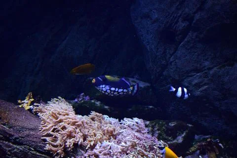 Closeup of Leopard triggerfish swimming underwater stones and corals around Stock Photos