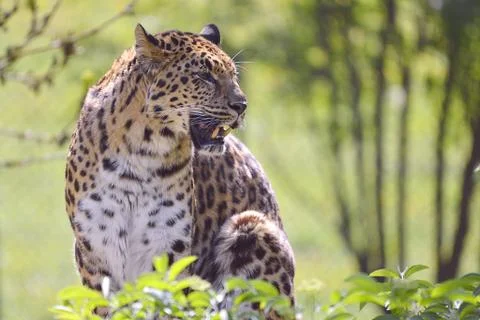 Closeup leopard in the vegetation Stock Photos