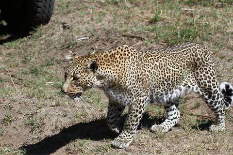 A closeup of a leopard walking by a car Stock Photos