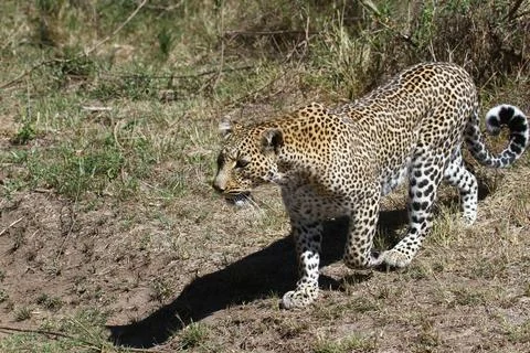 A closeup of a leopard walking by a car Stock Photos