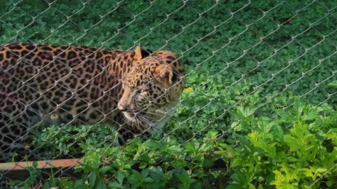Closeup Leopard Walking in Fenced Enclosure Stock Footage 323783209