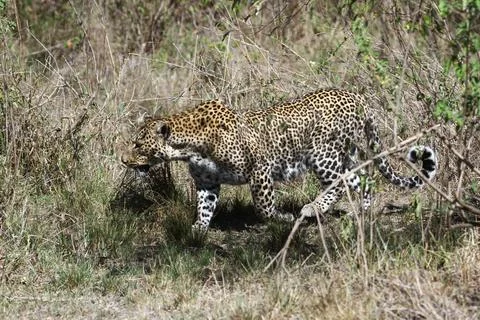 A closeup of a leopard walking through thick bushes Stock Photos